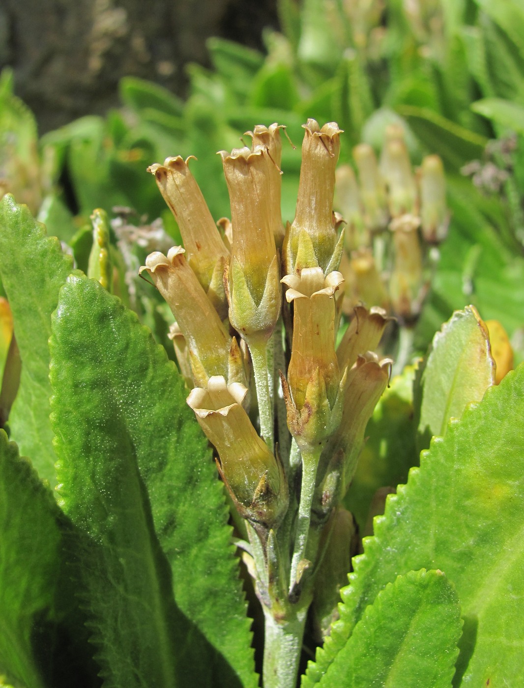 Image of Primula bayernii specimen.