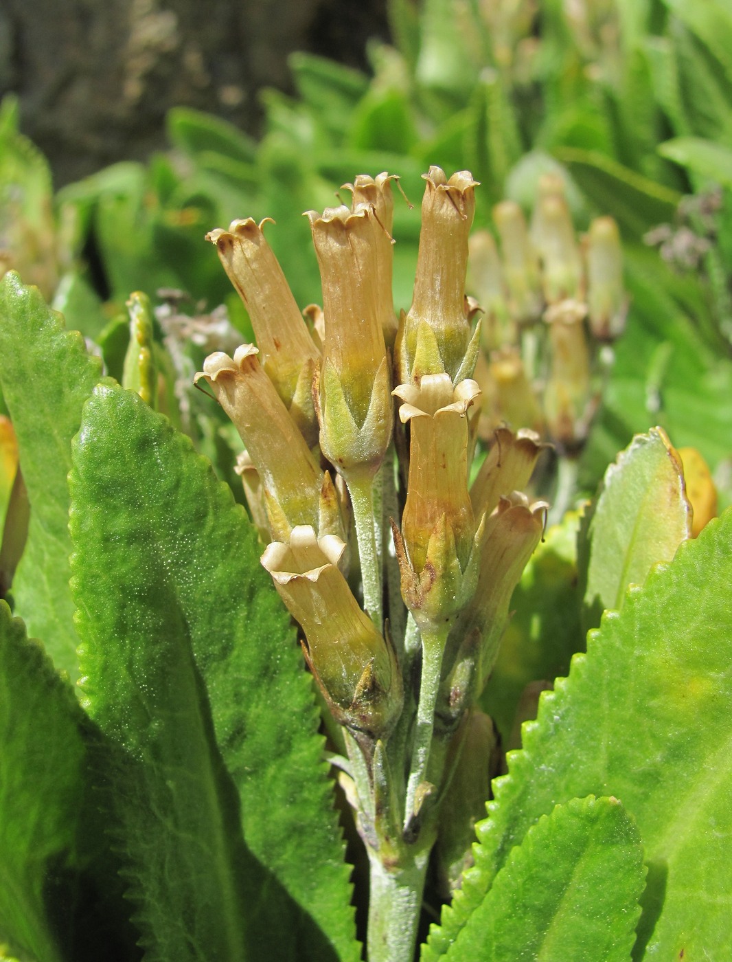 Изображение особи Primula bayernii.