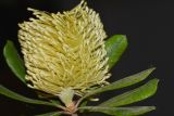 Banksia integrifolia