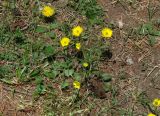 род Ranunculus
