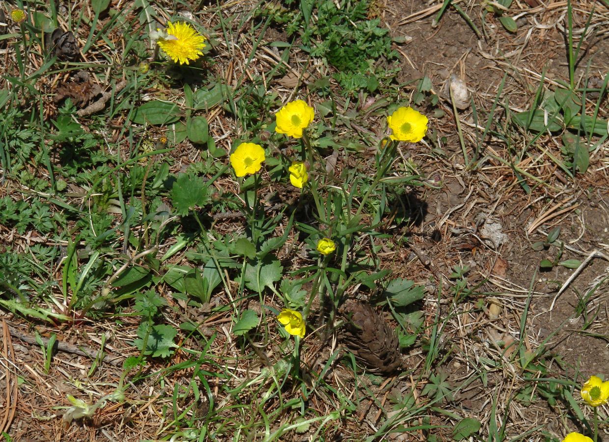 Изображение особи род Ranunculus.