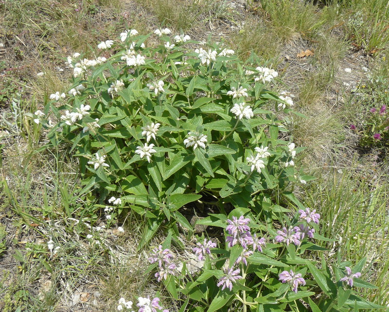 Image of Phlomis taurica specimen.