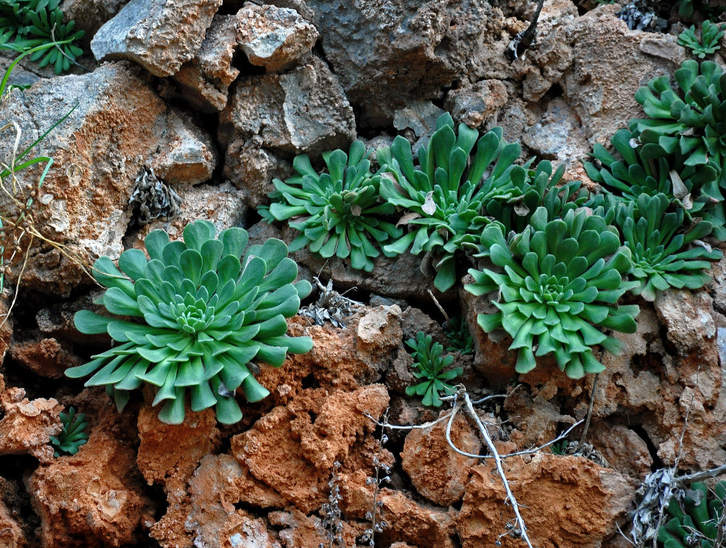 Image of genus Rosularia specimen.