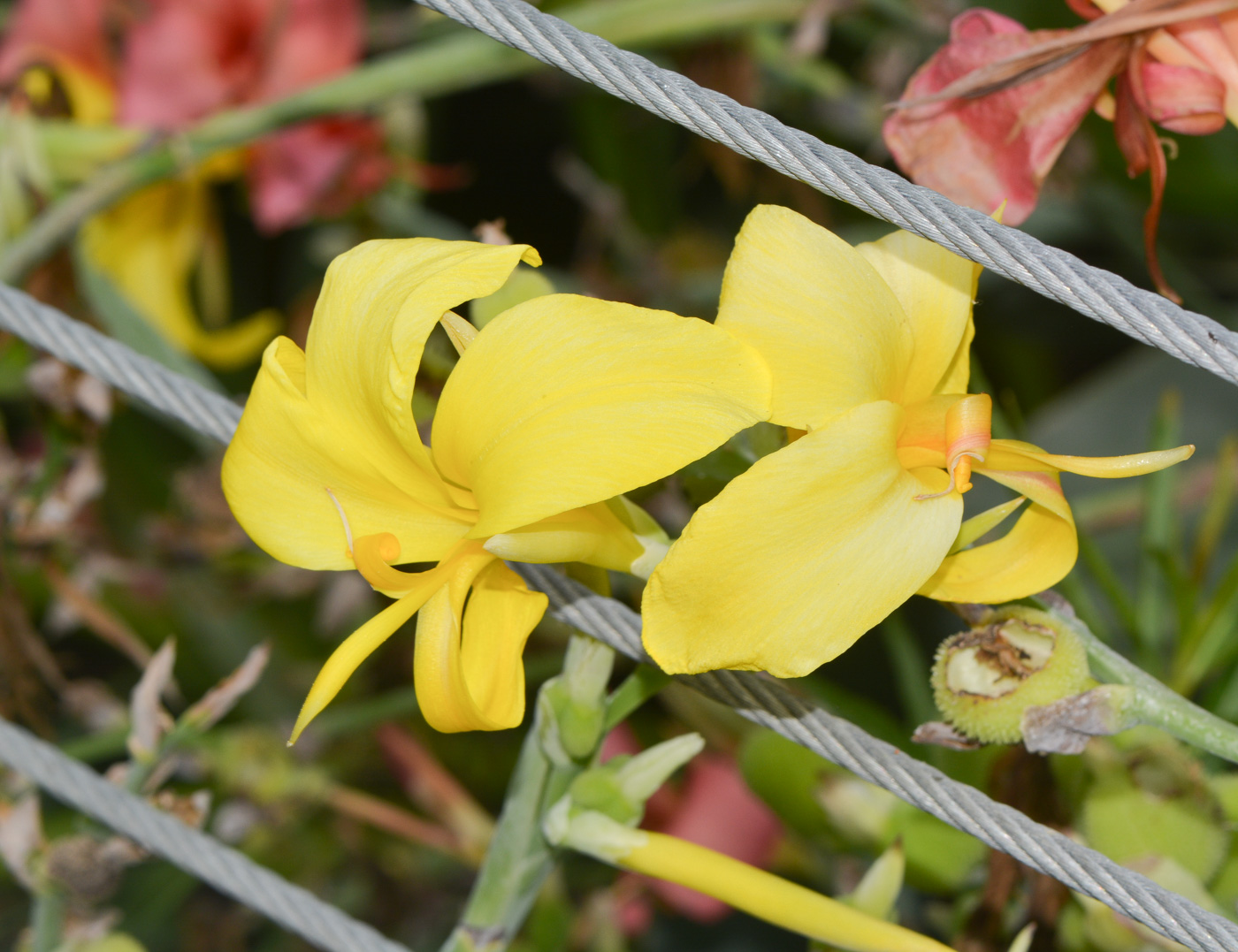 Изображение особи Canna flaccida.