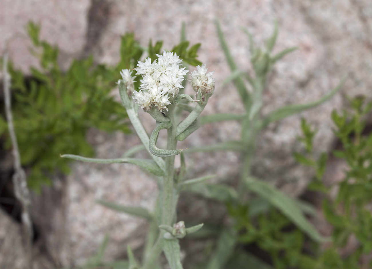 Image of Anaphalis velutina specimen.