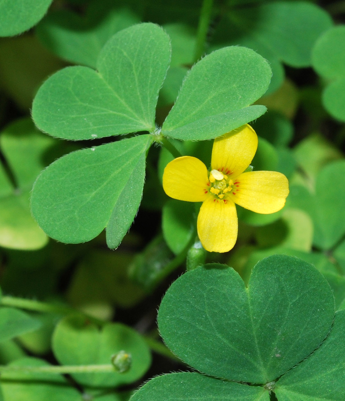 Изображение особи Oxalis corniculata.