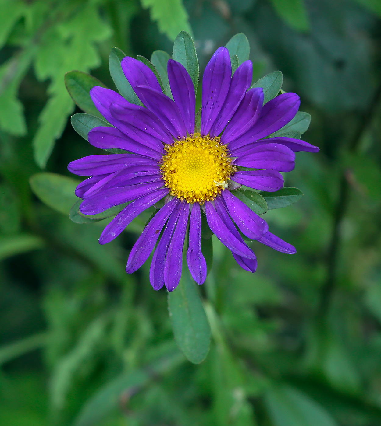 Изображение особи Callistephus chinensis.