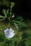 Malva moschata. Часть побега с цветком и бутонами. Кировская обл., г. Киров, Ботанический сад Вятского государственного университета, в культуре. 22.09.2018.