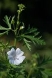 Malva moschata