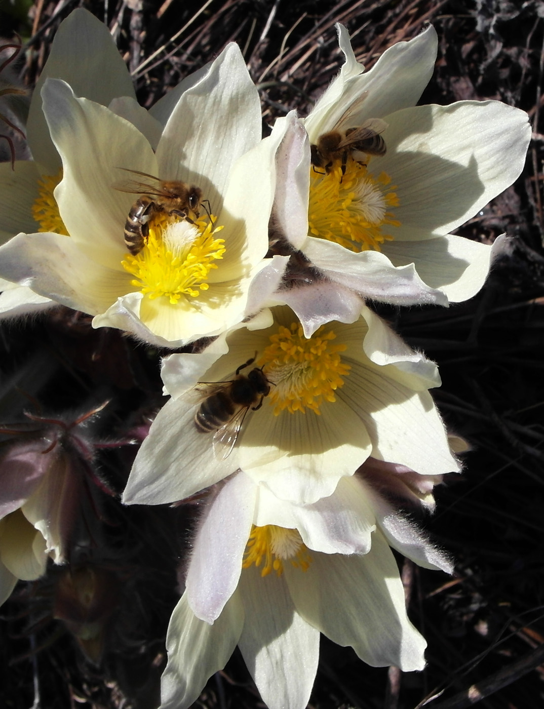 Изображение особи Pulsatilla uralensis.