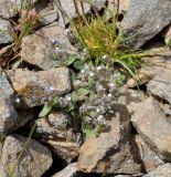 Myosotis pusilla