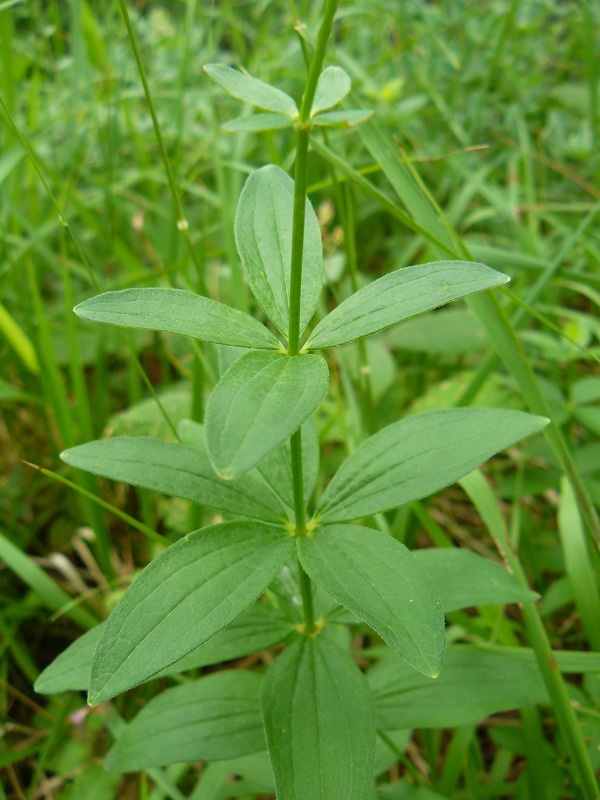 Image of Galium rubioides specimen.