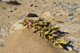 Sarcocaulon patersonii. Цветущее растение. Намибия, Карас, окр. г. Колманскоп, каменисто -песчаный участок. 04.05.2019.