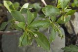 Enkianthus campanulatus. Верхушки побегов с бутонами (cv. 'Red Bells'). Костромская обл., Судиславский р-н, дер. Антипино, в культуре. 20.05.2019.