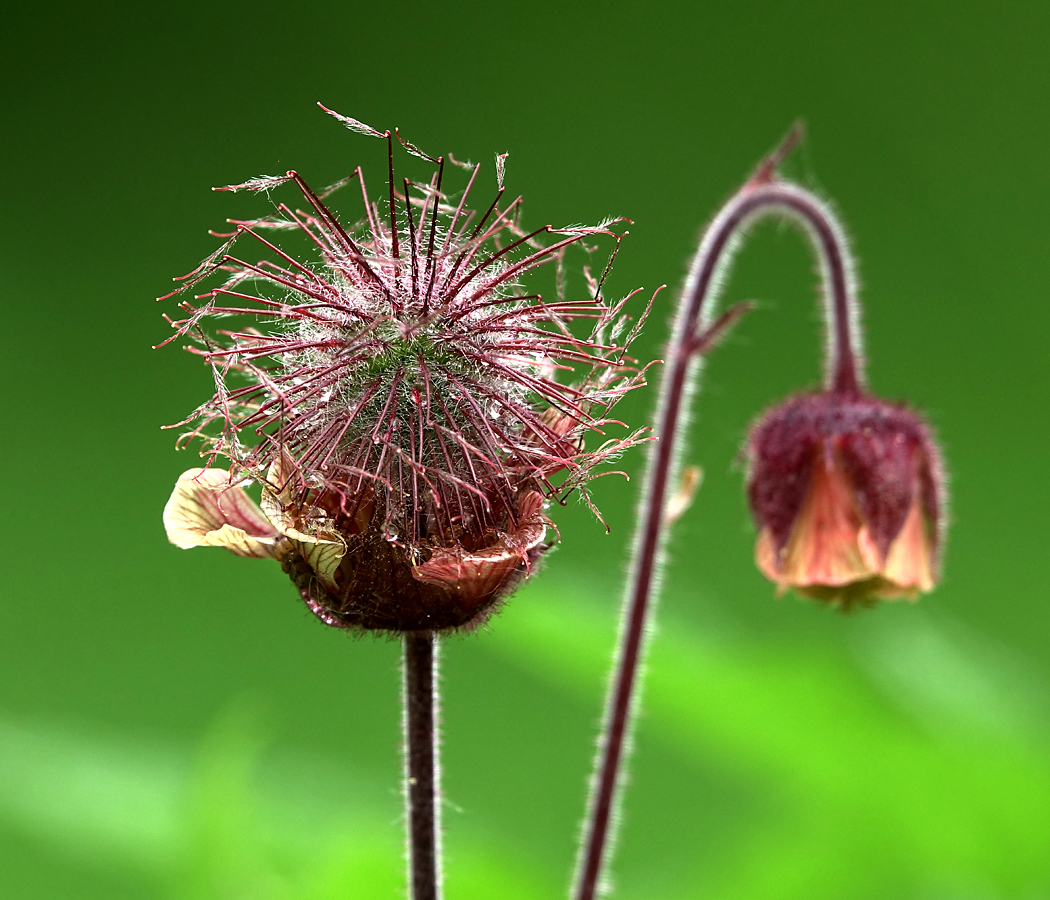 Изображение особи Geum rivale.