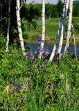 Polemonium chinense