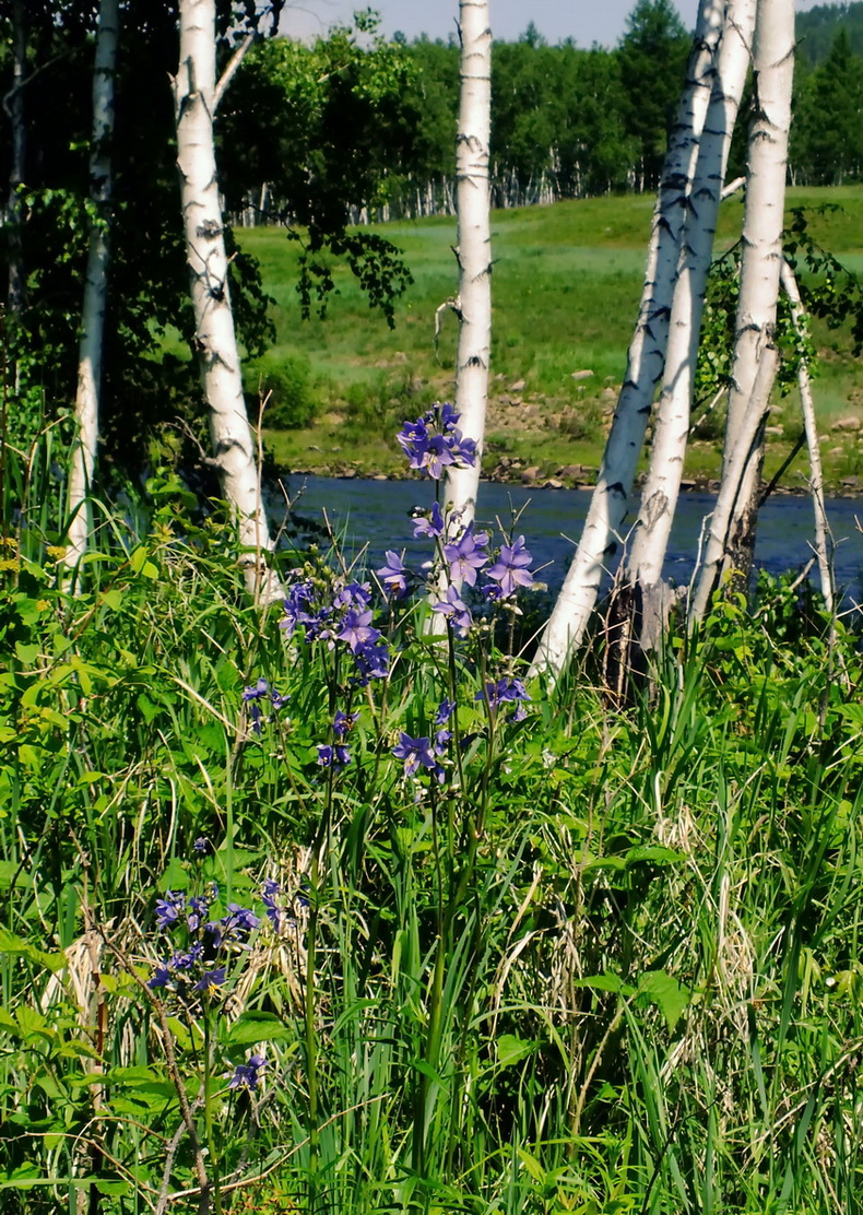 Image of Polemonium chinense specimen.