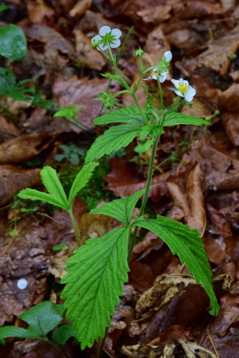 Изображение особи Fragaria orientalis.