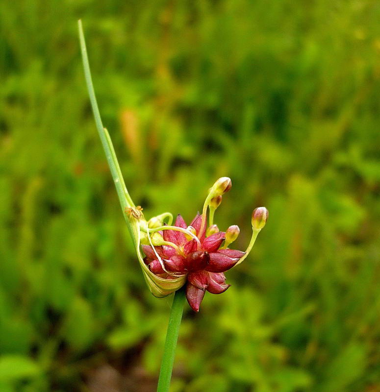 Image of Allium oleraceum specimen.