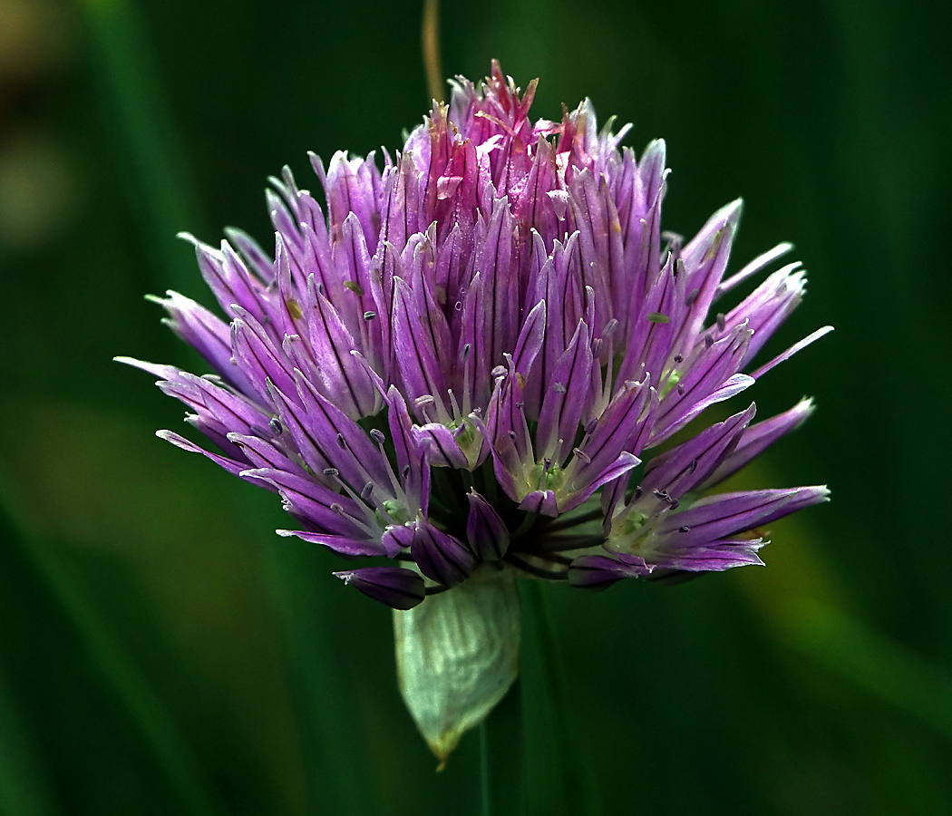 Изображение особи Allium schoenoprasum.