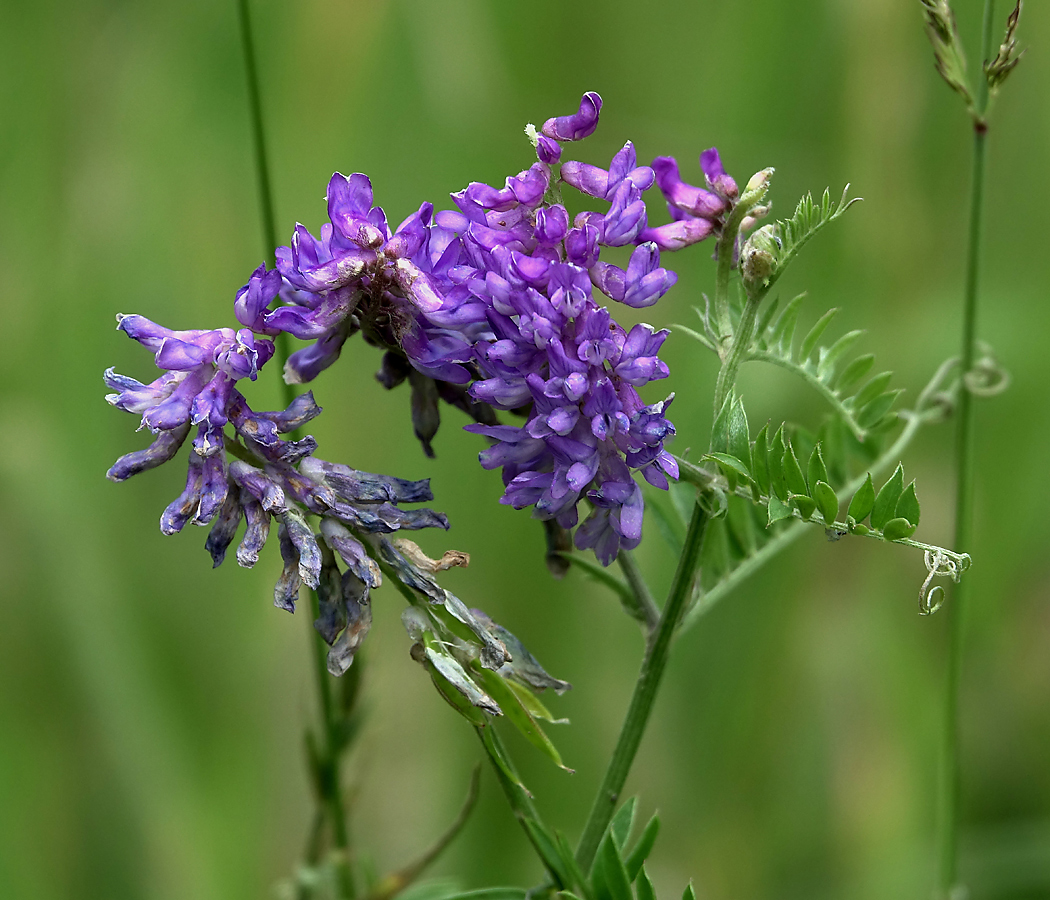 Image of Vicia cracca specimen.