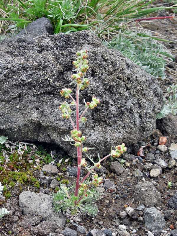 Image of Artemisia furcata specimen.