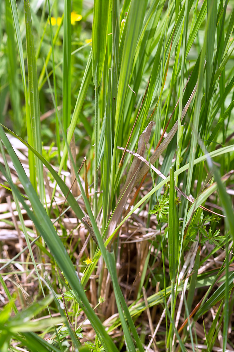 Image of Carex buxbaumii specimen.