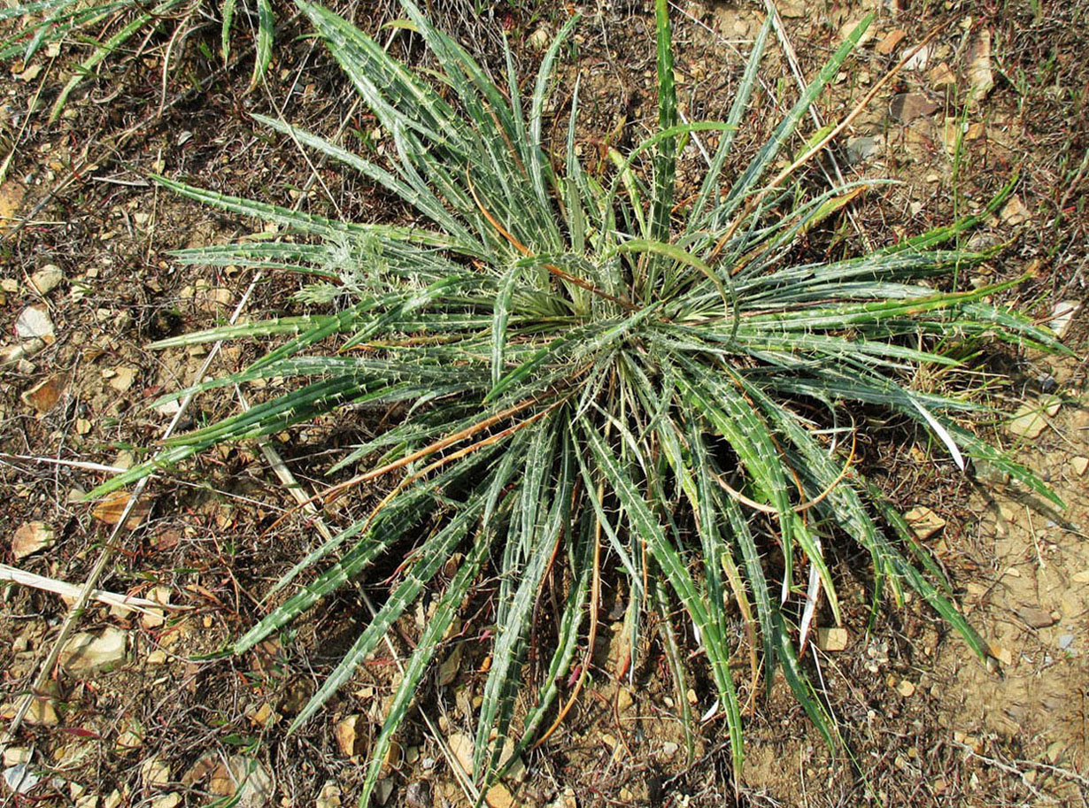 Изображение особи Ancathia igniaria.