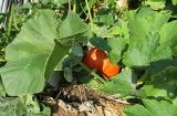 Cucurbita pepo