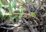 genus Thymus