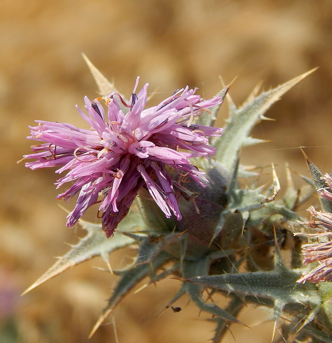 Image of Carthamus glaucus specimen.