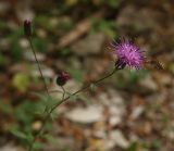 Klasea quinquefolia