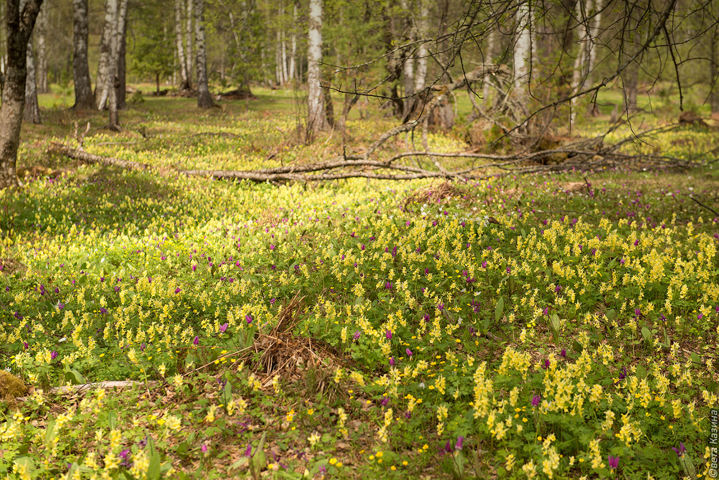 Изображение особи Corydalis bracteata.