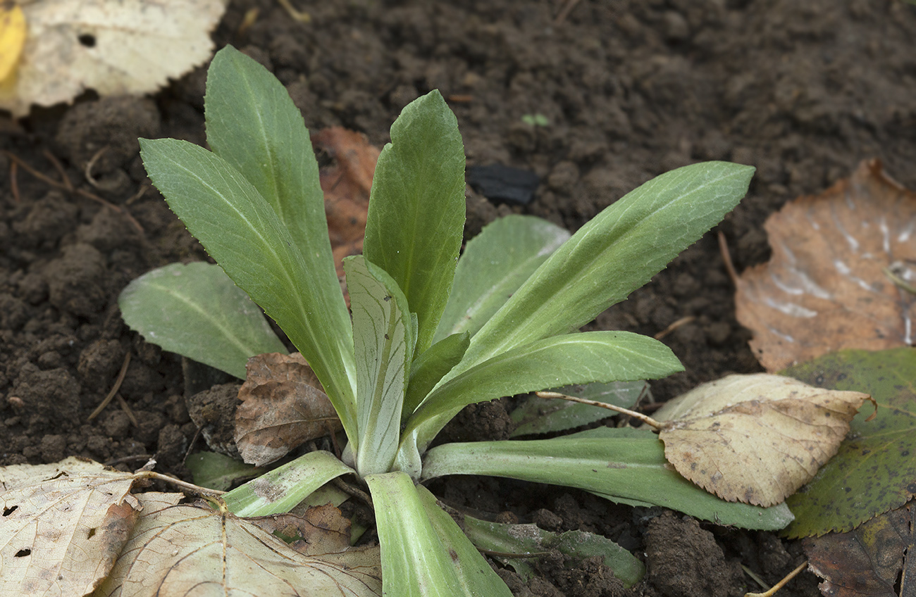 Изображение особи Primula farinosa.