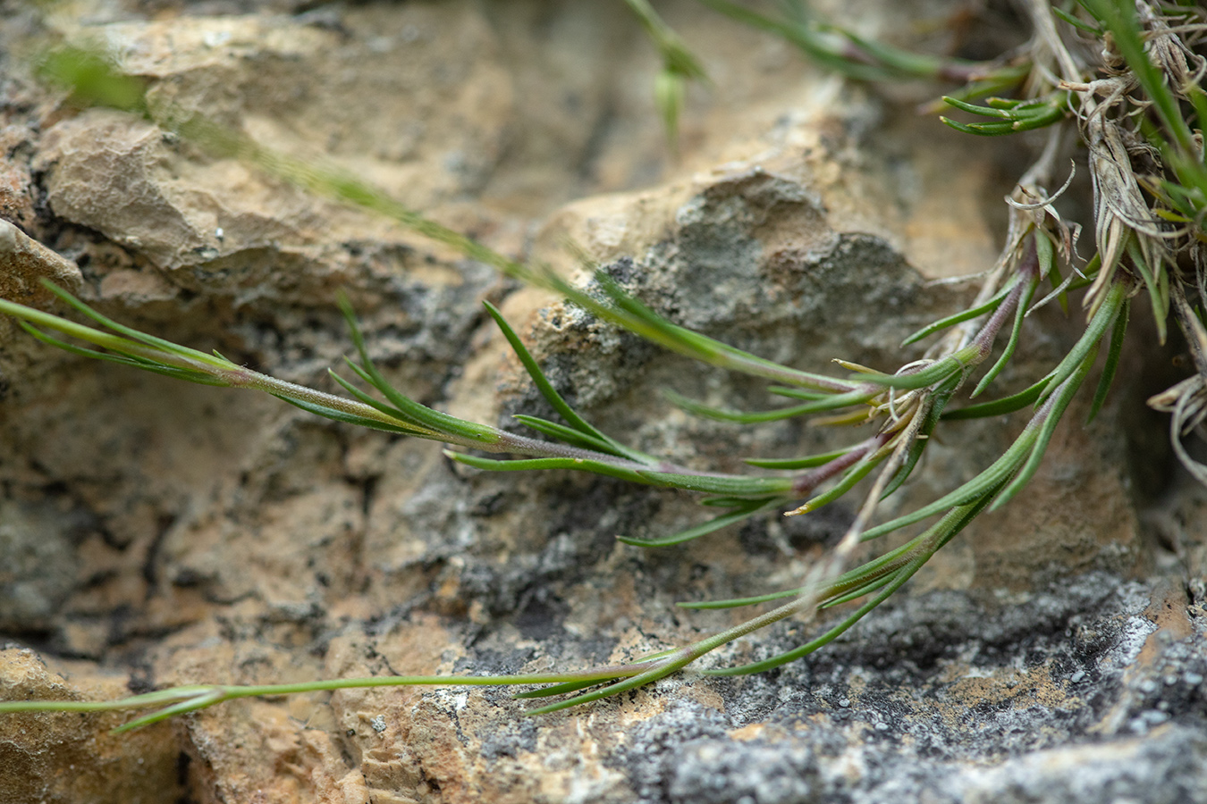 Image of Minuartia buschiana specimen.