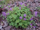 Geranium renardii