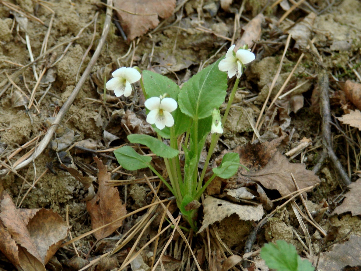 Image of Viola alexandrowiana specimen.