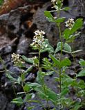 род Rubus. Верхушки побегов с соцветиями. Сербия, национальный парк Тара, плоскогорье Равна Тара, смешанный лес, каменистый склон. 09.07.2019.