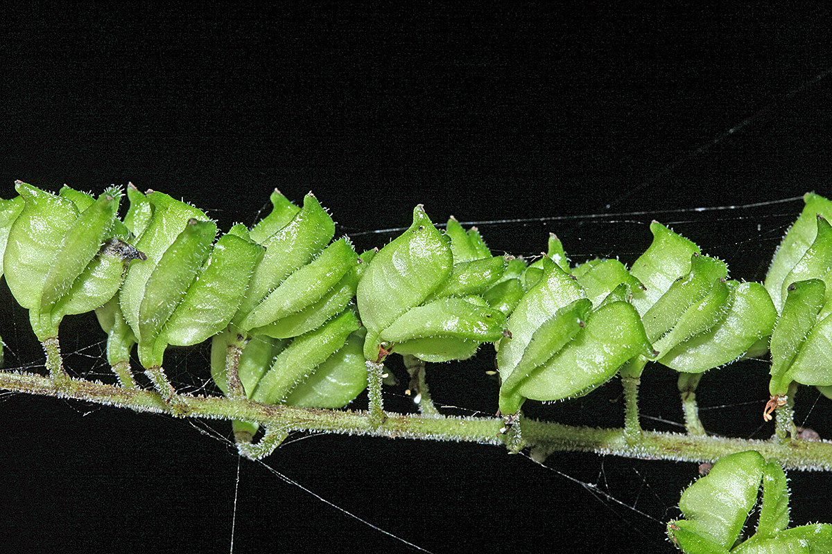 Image of Cimicifuga dahurica specimen.