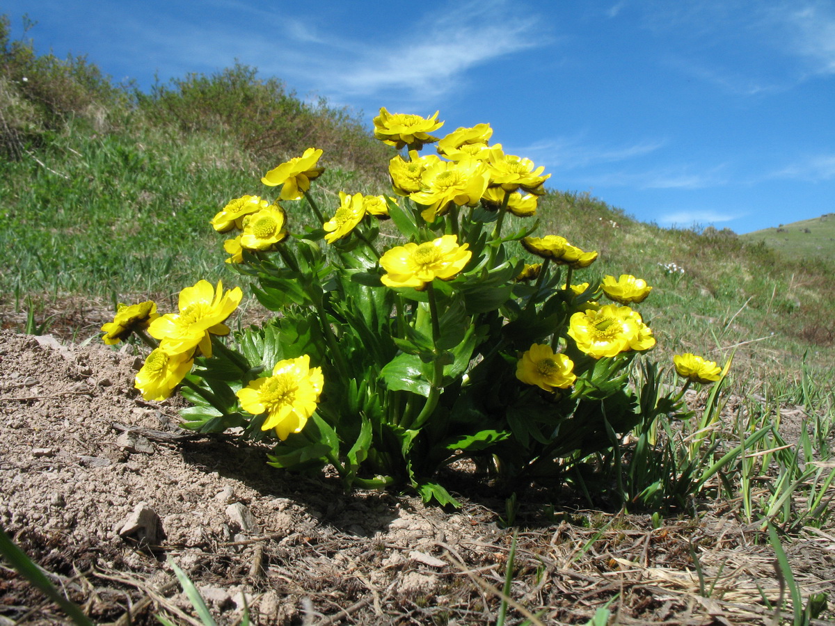 Изображение особи Ranunculus altaicus.