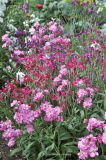 Matthiola incana