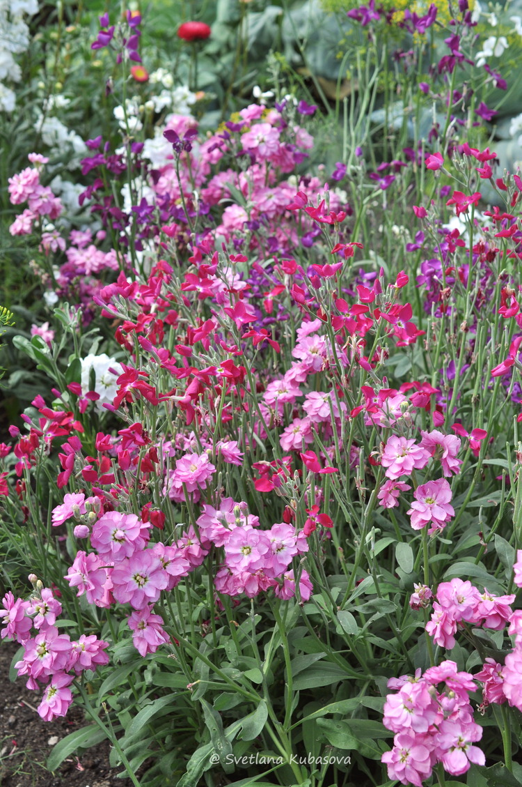 Изображение особи Matthiola incana.