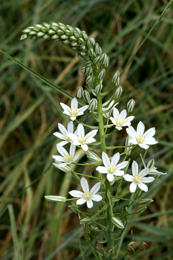 Image of Ornithogalum ponticum specimen.