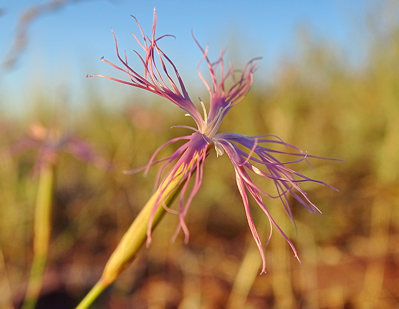 Image of Dianthus soongoricus specimen.