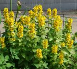 Lysimachia punctata