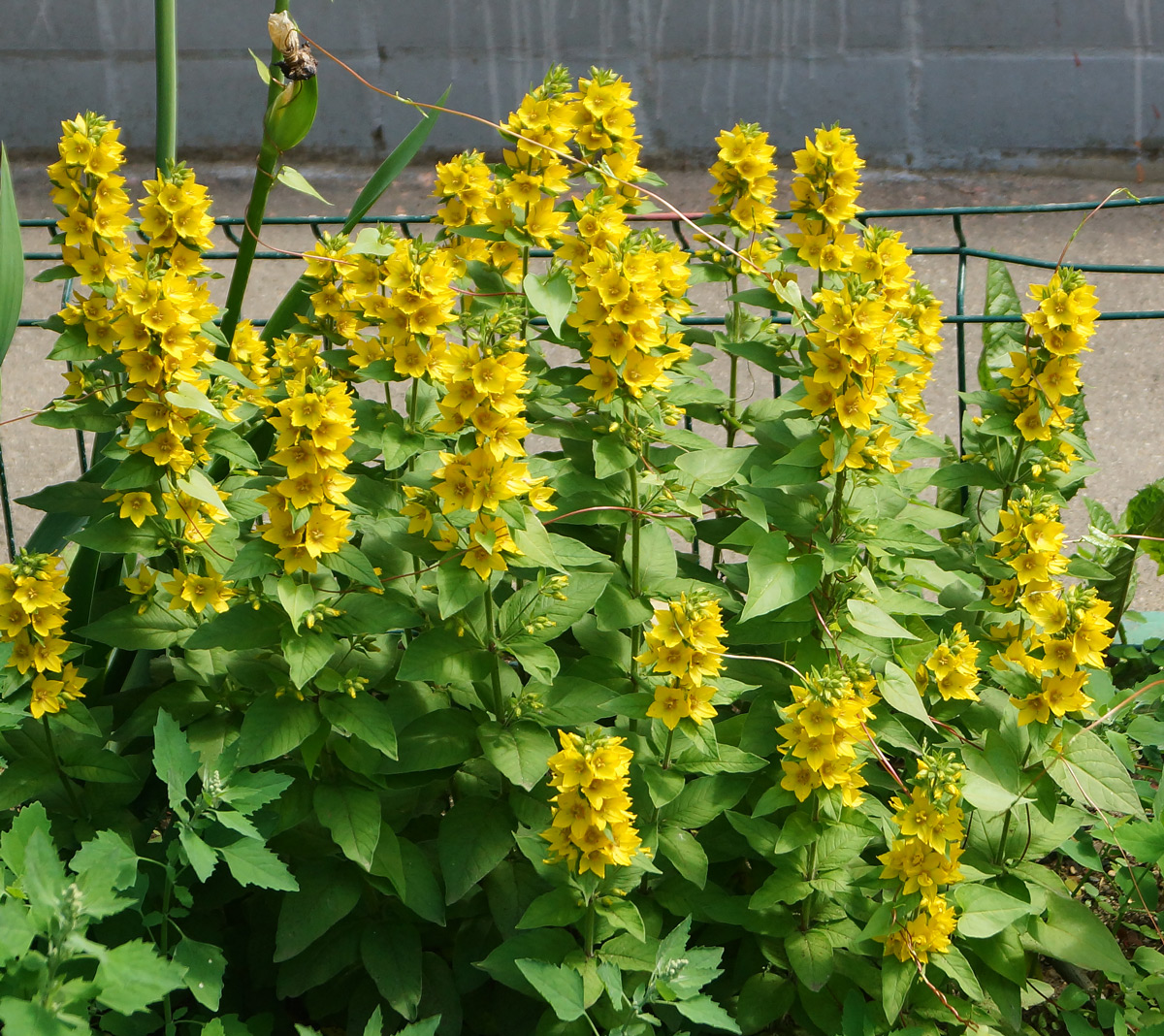 Image of Lysimachia punctata specimen.