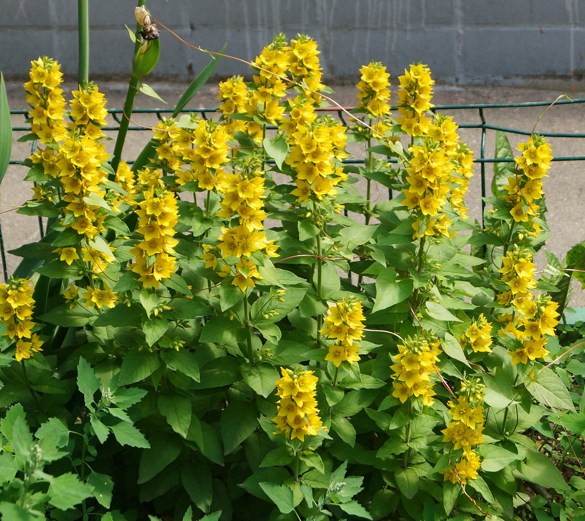 Изображение особи Lysimachia punctata.