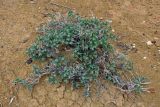Chenopodium frutescens. Вегетирующее растение. Алтай, Кош-Агачский р-н, долина р. Кызыл-Чин, ≈ 1700 м н.у.м., горная полупустыня. 12.06.2019.