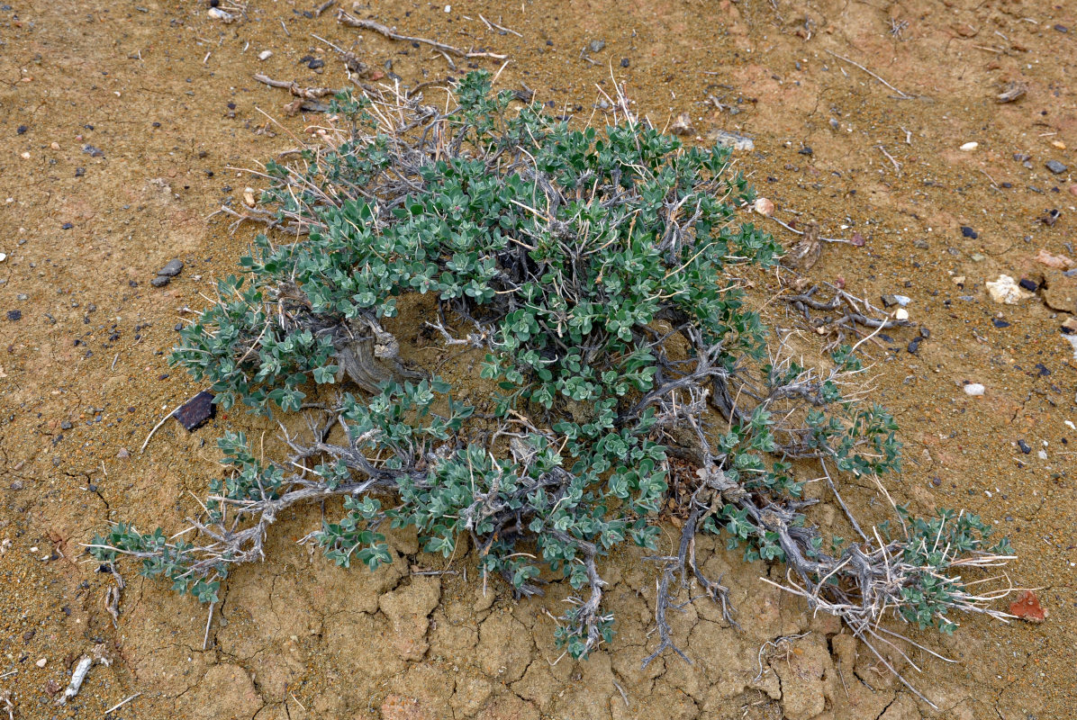 Image of Chenopodium frutescens specimen.