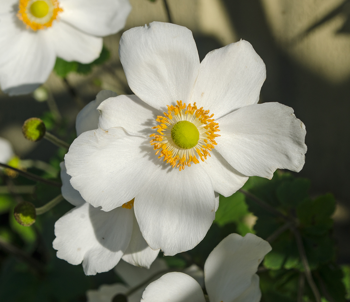 Изображение особи Anemone hupehensis.